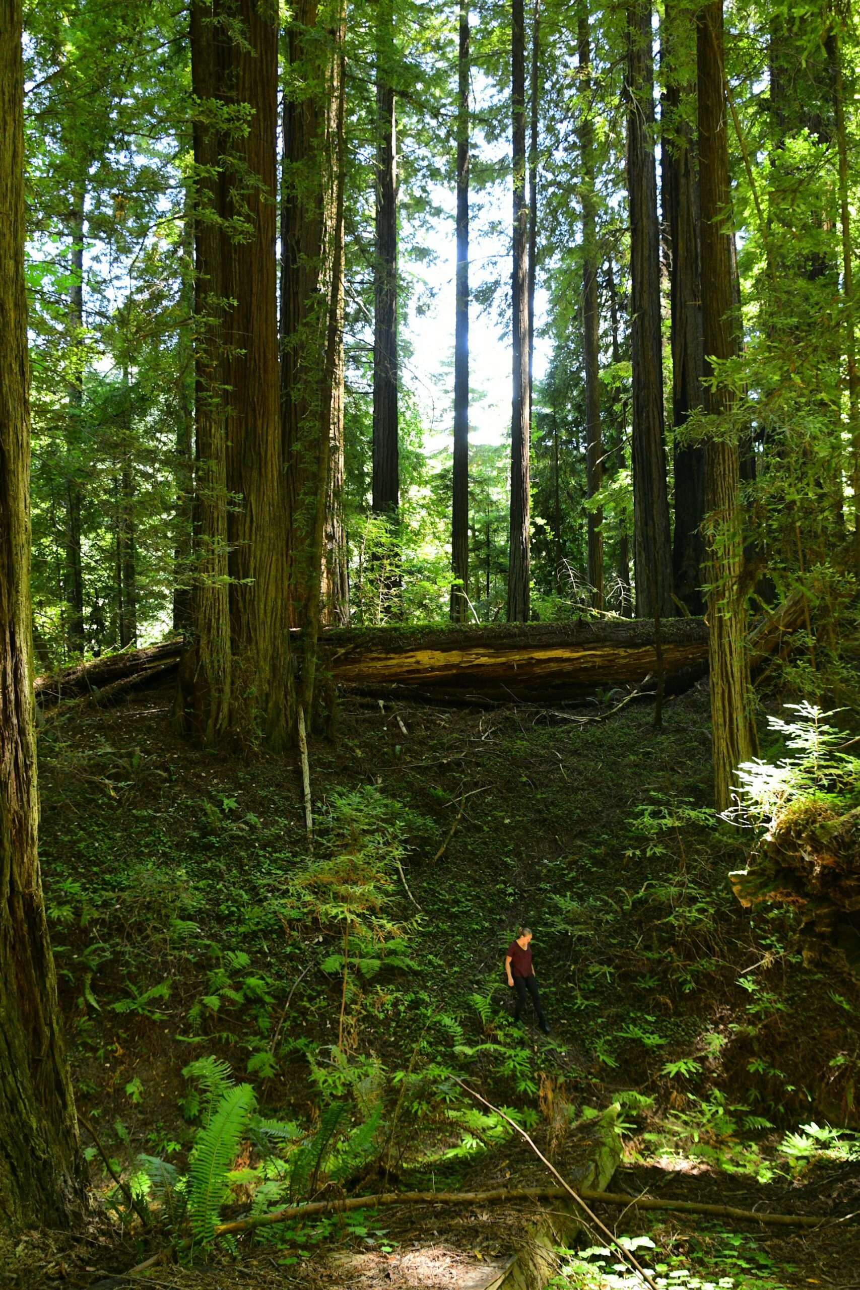 pexels-dan-lynch-2153544483-34023374